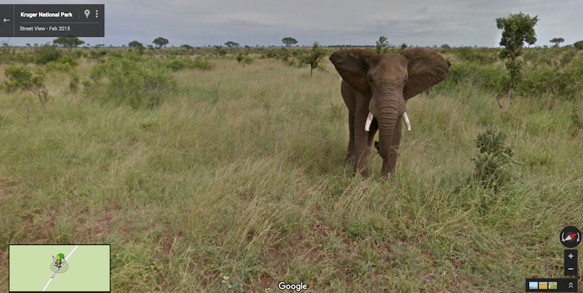Elephant - Kruger National Park - Discover SA on Google Maps