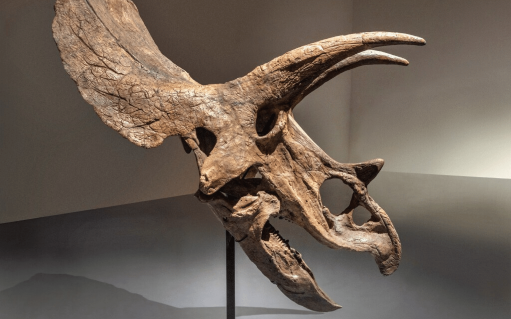 Triceratops Main