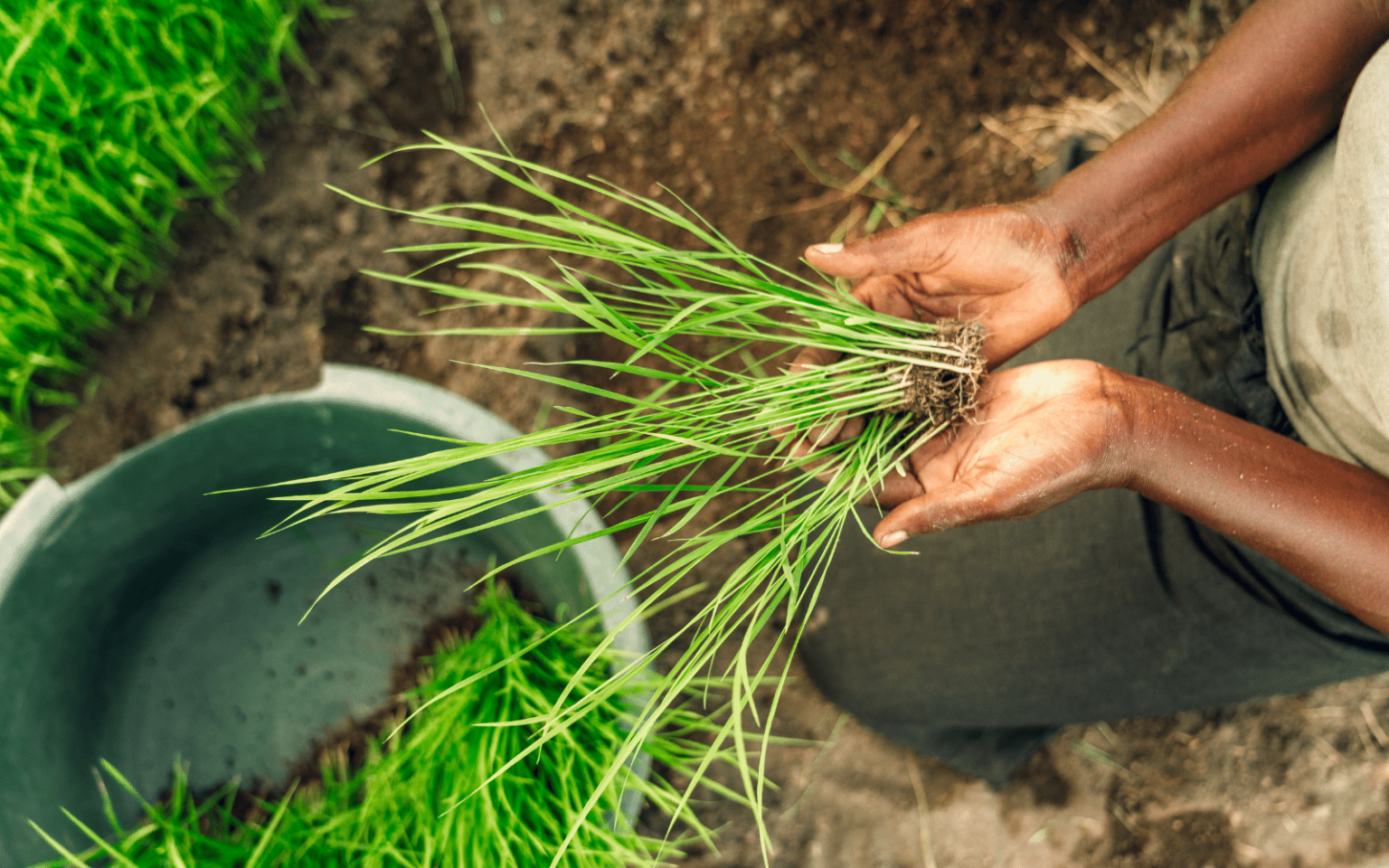 Africa Farming