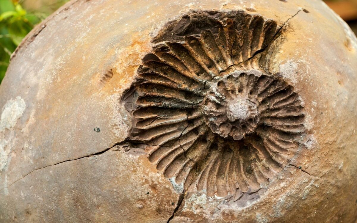 A new fossil discovery reveals a little more about arthropod evolution ...