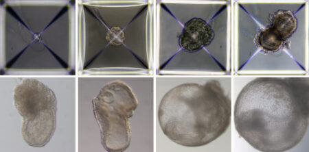 synthetic embryo