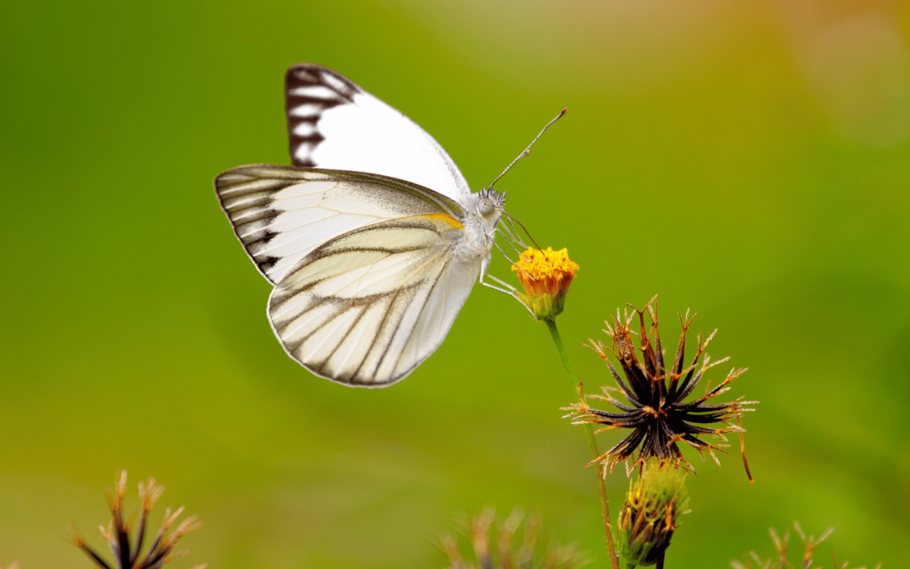 white butterfly climate change south africa