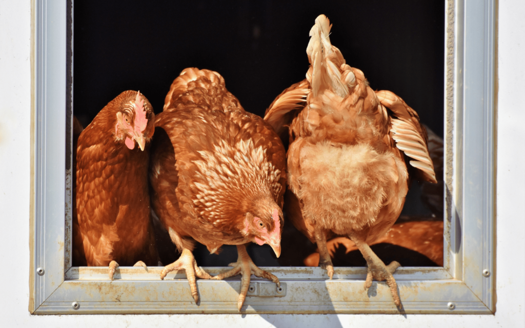 Chicken Farms load shedding South Africa