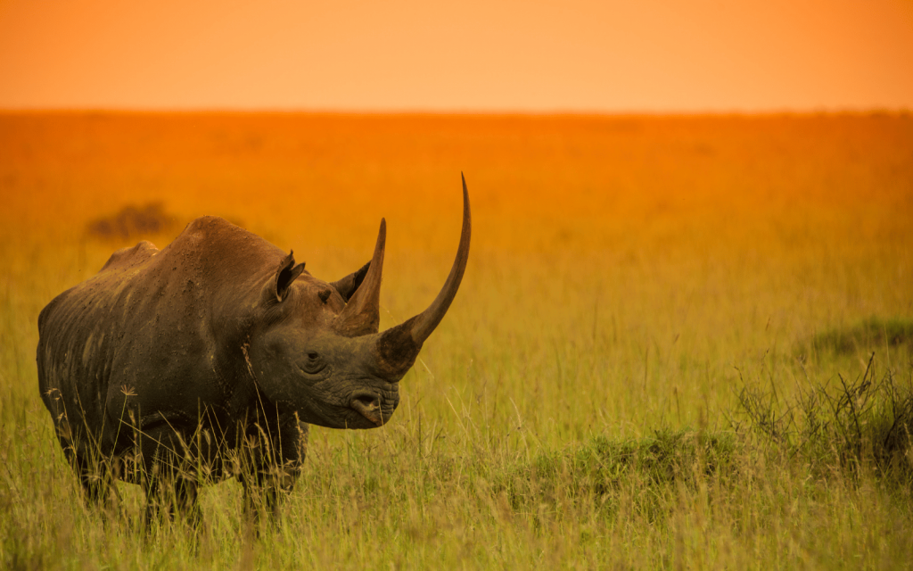 Rhino endangered species