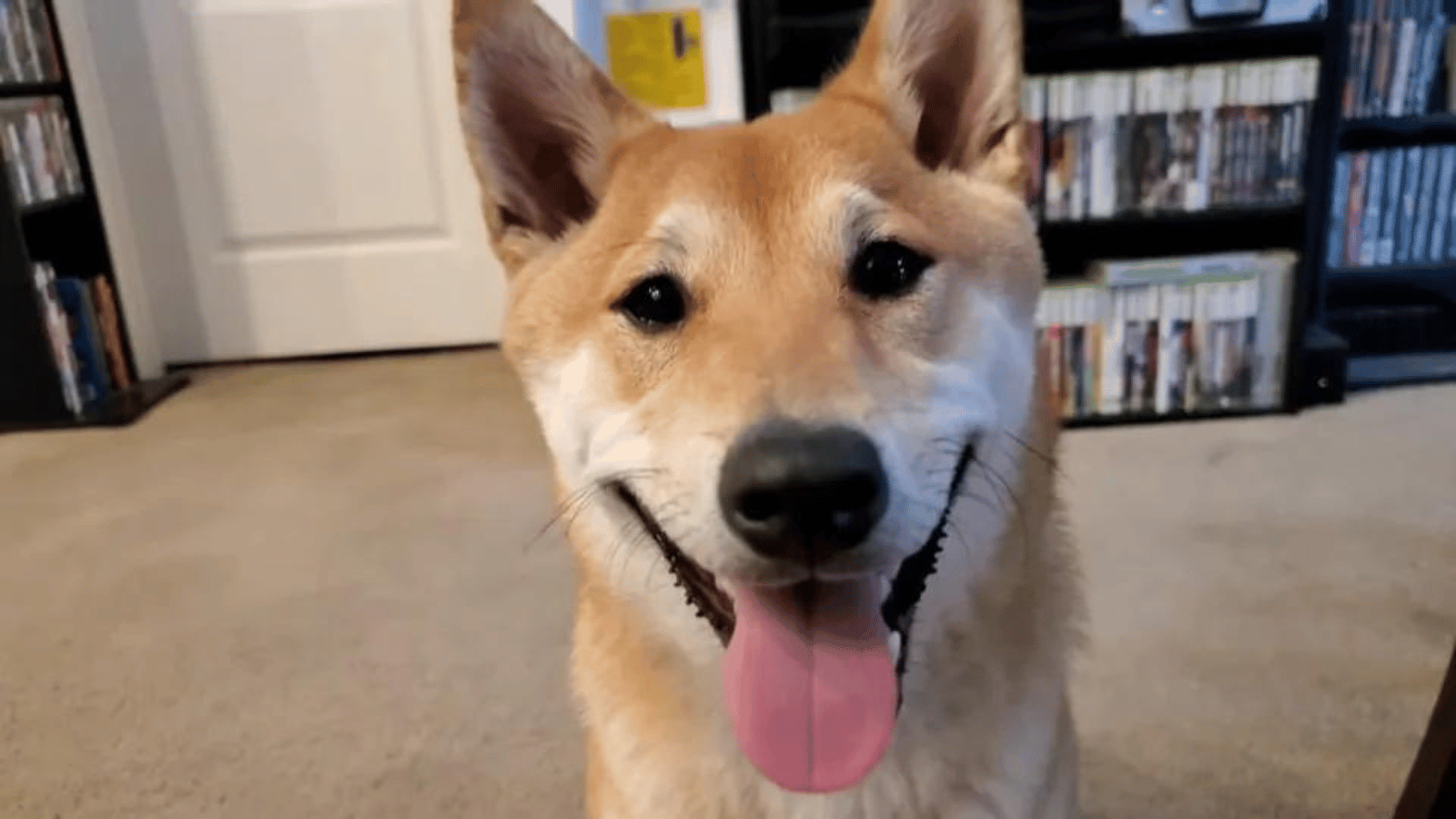 Peanut Butter Shibu Inu speedrunning dog (LS: OLED)