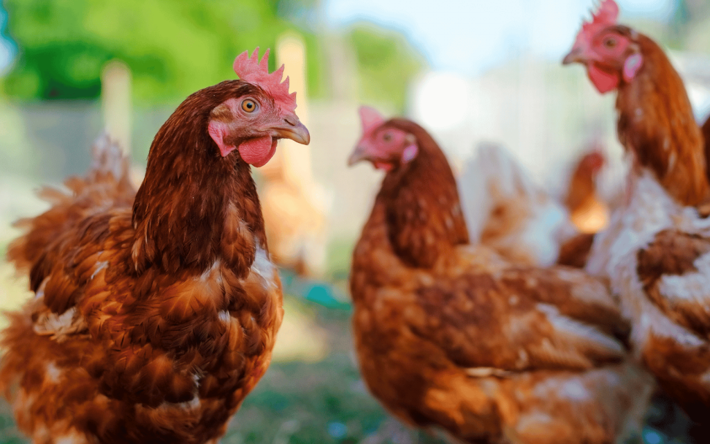 Fowl Language: AI Is Learning To Analyze Chicken Communications To Help ...
