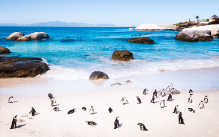 Cape Town penguins header