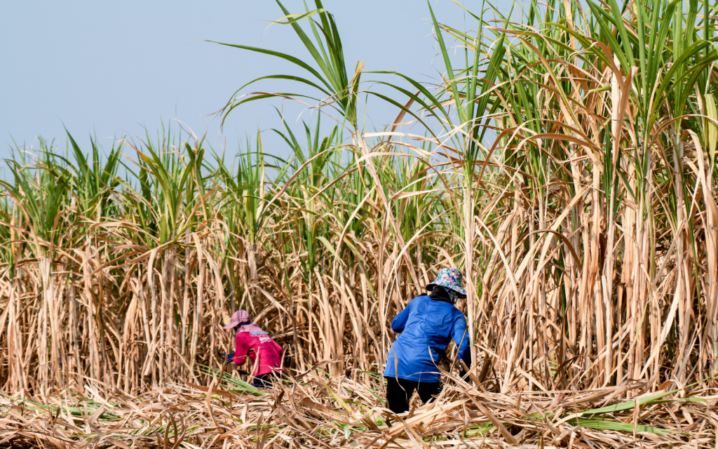 Sugarcane header (energy)