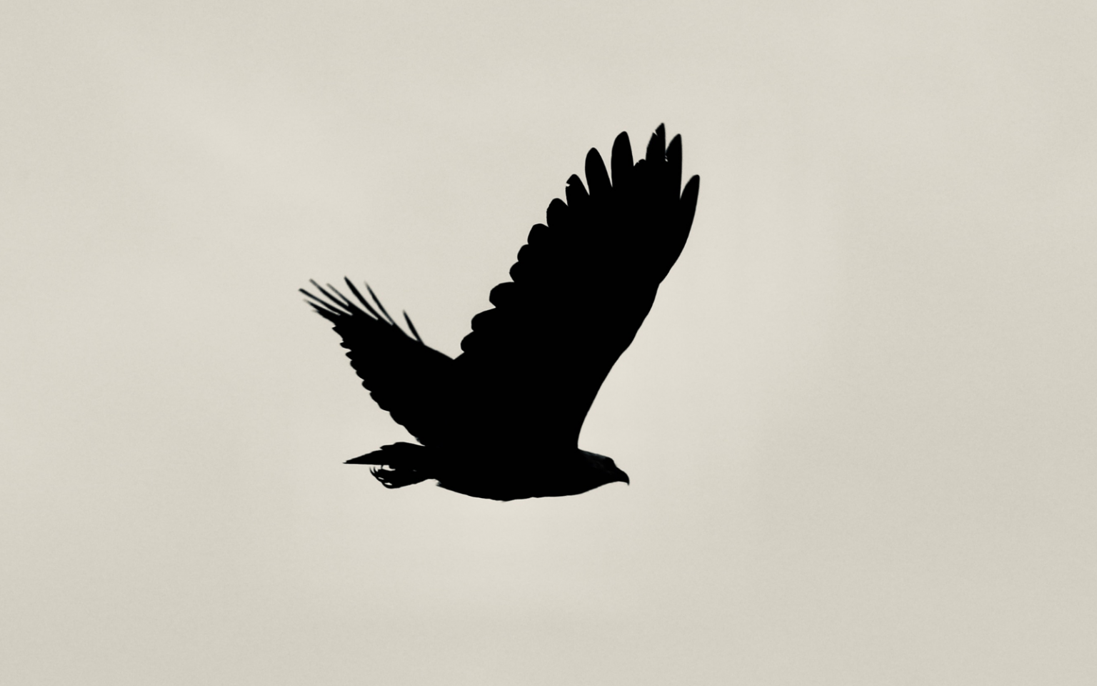 AI is for the birds: How machine learning can help predict and manage avian flu outbreaks Birds Avian header (AI)