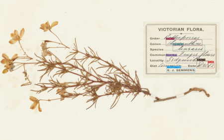 A herbarium specimen of Cheiranthera linearis header (AI)