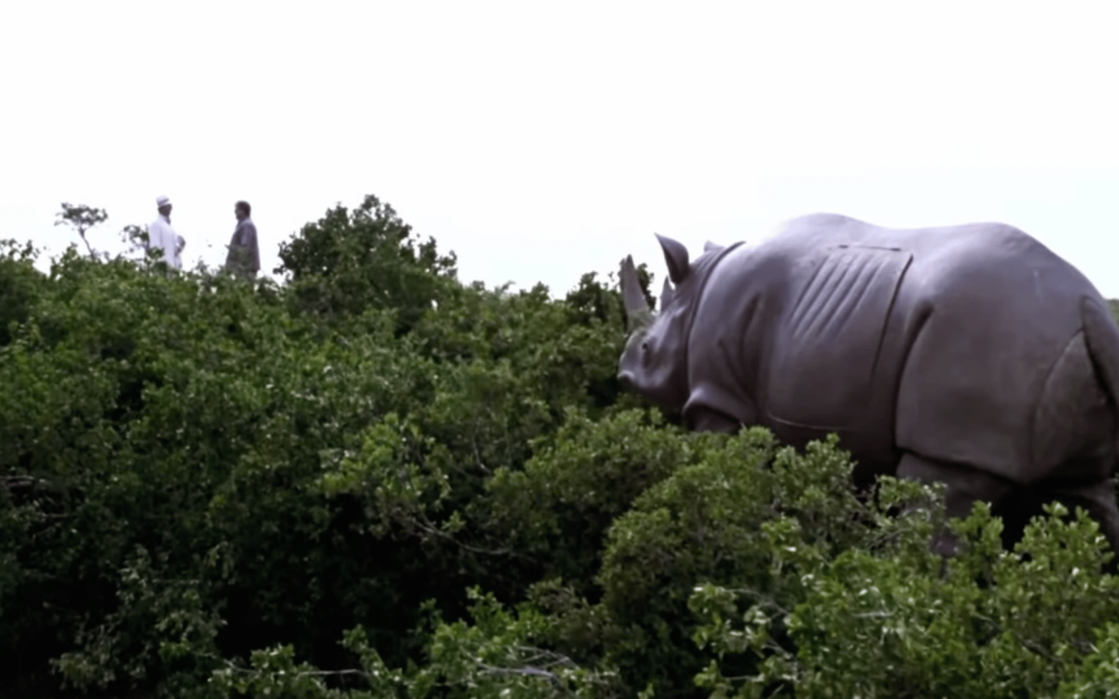 China deploys 5G robotic Tibetan antelope to spy on herds China antelope main