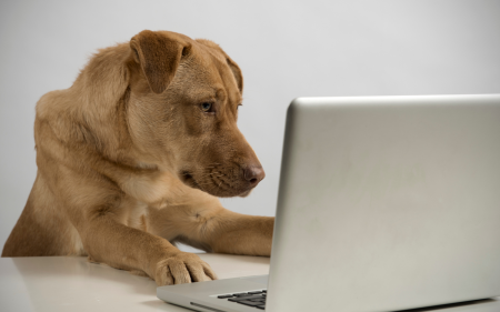 Dog on PC header (AI)