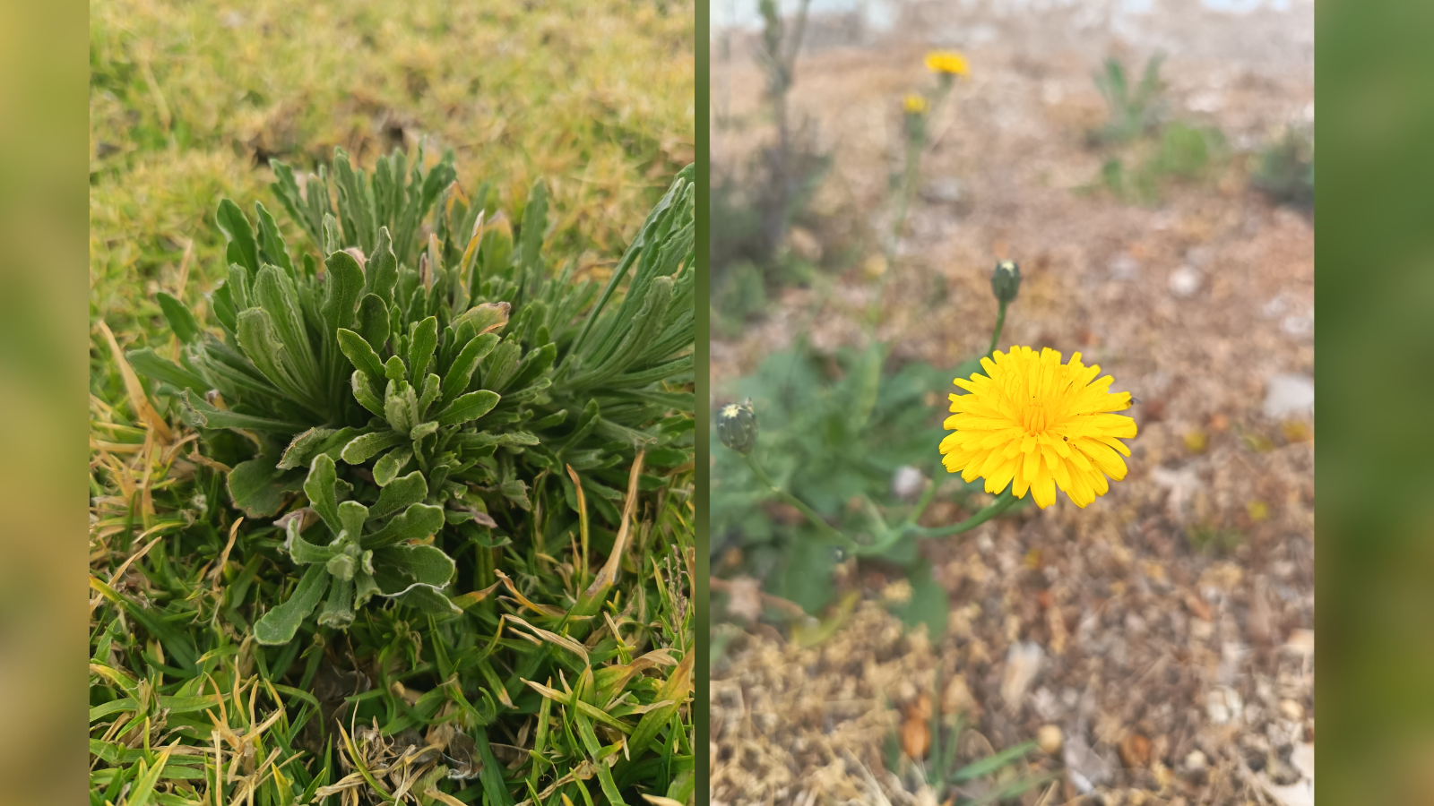 Honor 400 Lite review intext 8 inconsistency