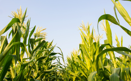 farming basic header (AI)