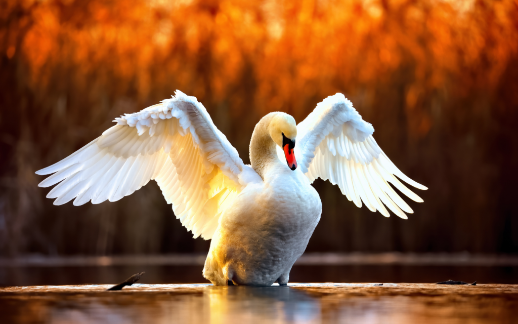 Grey Swan header (AI)