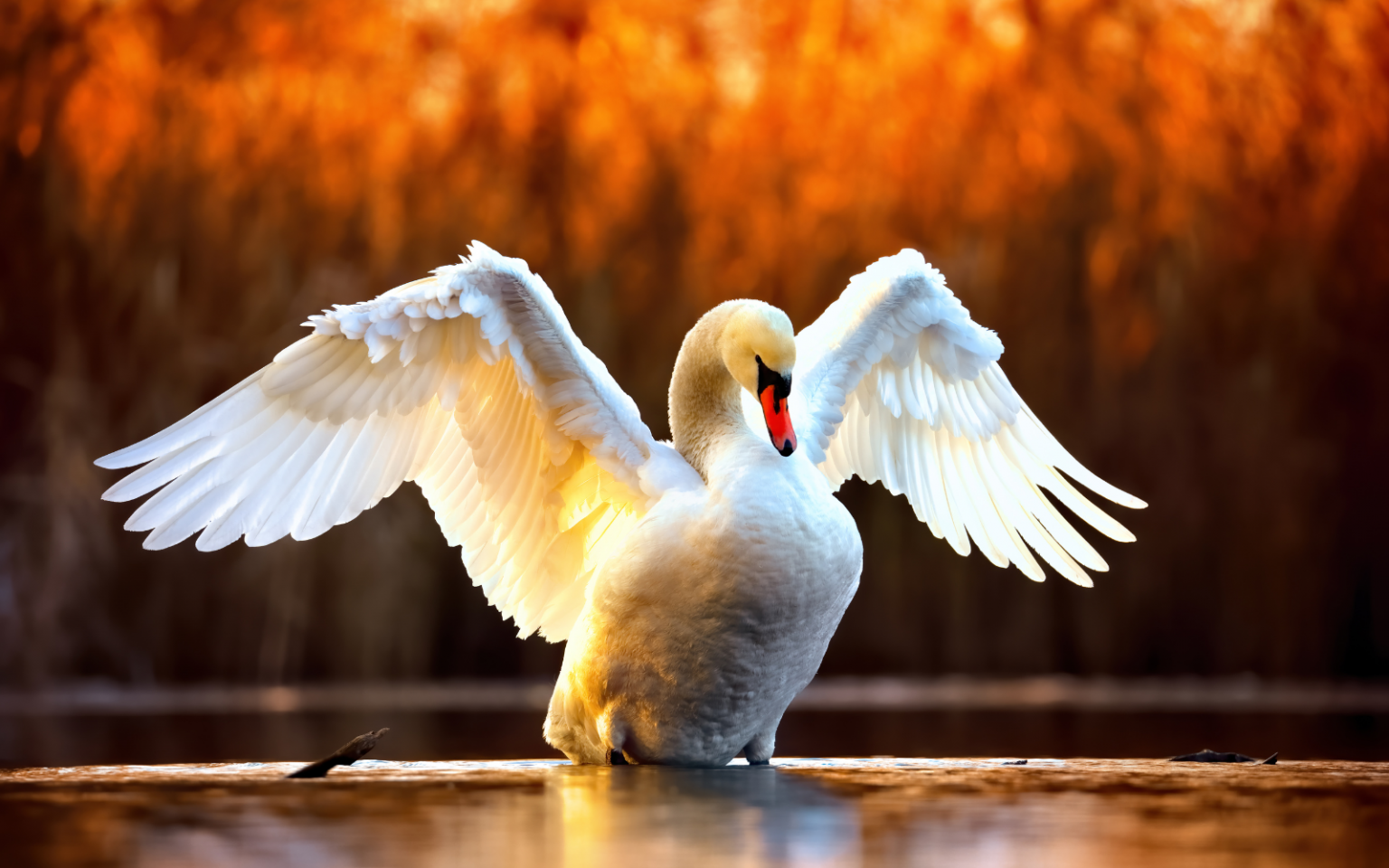 Could a ‘grey swan’ event bring down the AI revolution? Here are 3 risks we should be preparing for Grey Swan header (AI)