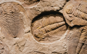 Fossils (AI) header