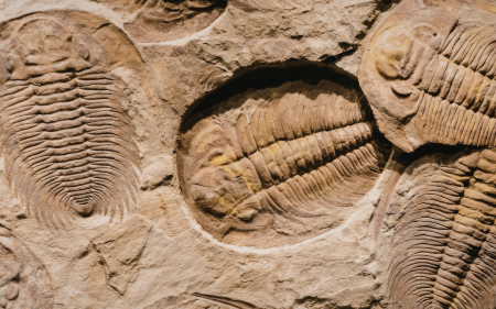 Fossils (AI) header