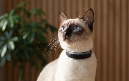 Tractive Cat 6 Mini smart collar header