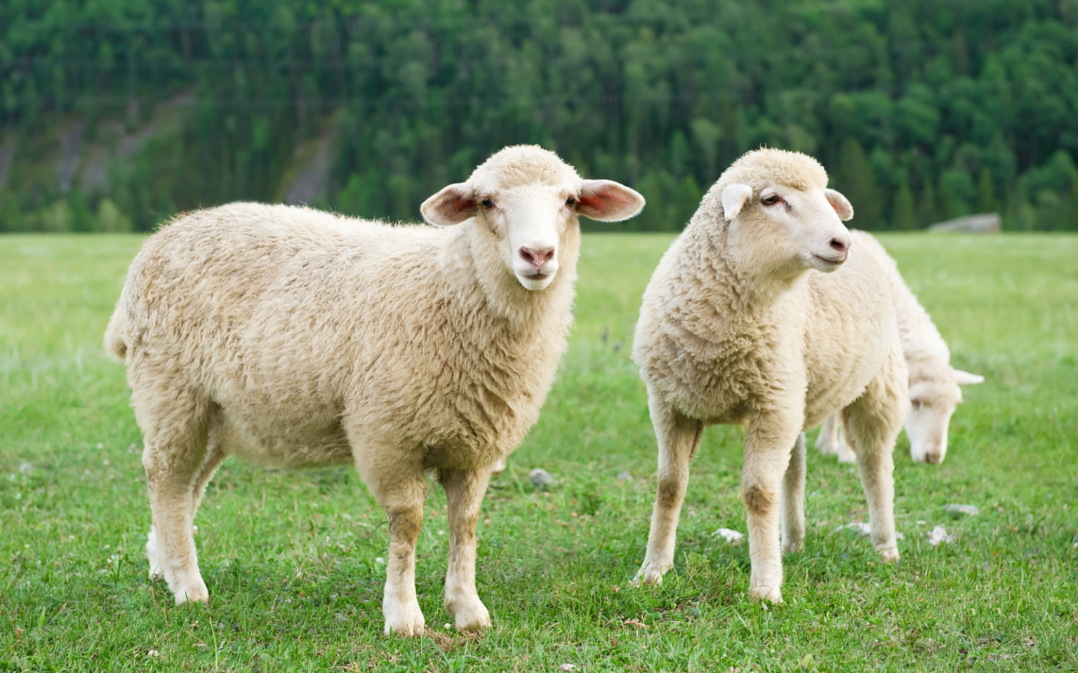 Sheep (AI chatbot) header