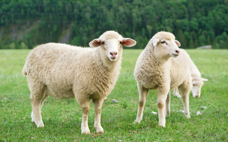 Sheep (AI chatbot) header