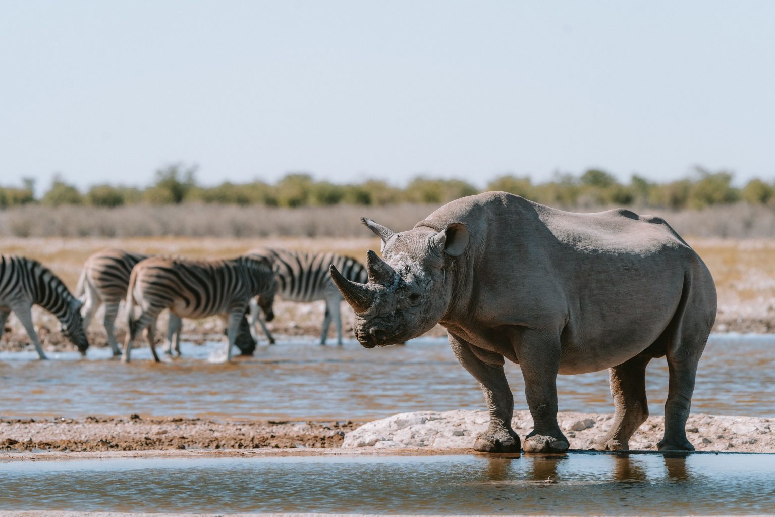 AI in nature conservation: powerful tool or dangerous shortcut? Africa AI conservation