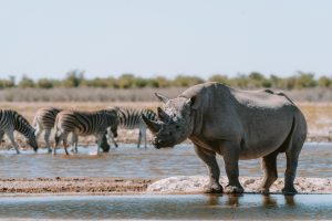 AI in nature conservation: powerful tool or dangerous shortcut? Africa AI conservation