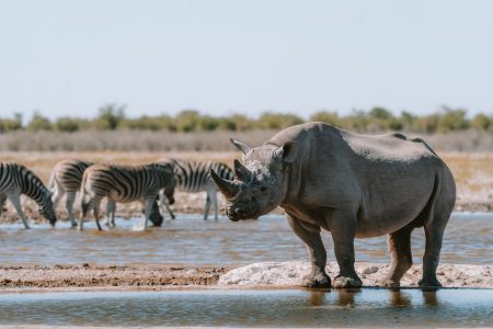 Africa AI conservation