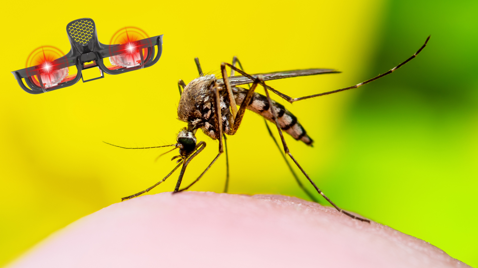 Tornyol mosquito intext